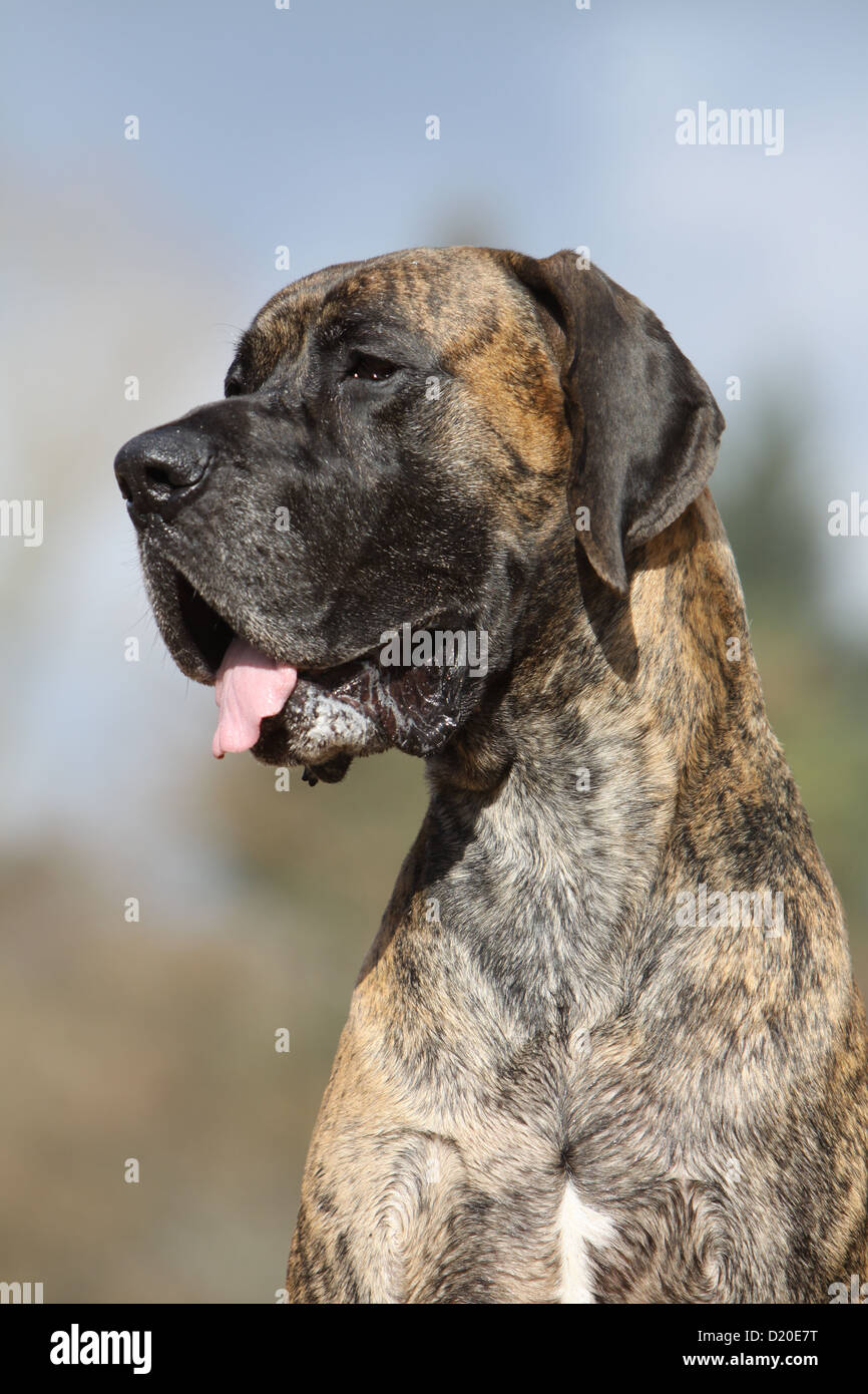 Deutsche Dogge Hund / Deutsche Dogge Erwachsenen gestromte Porträt Profil Stockfoto