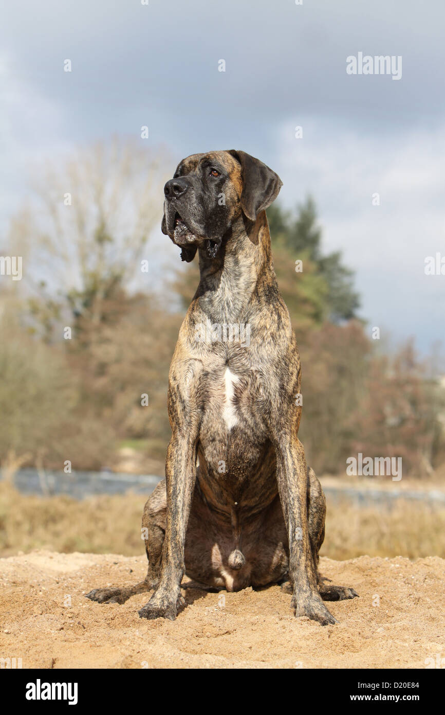 Deutsche Dogge Hund / Erwachsene Deutsche Dogge gestromt sitzen Stockfoto