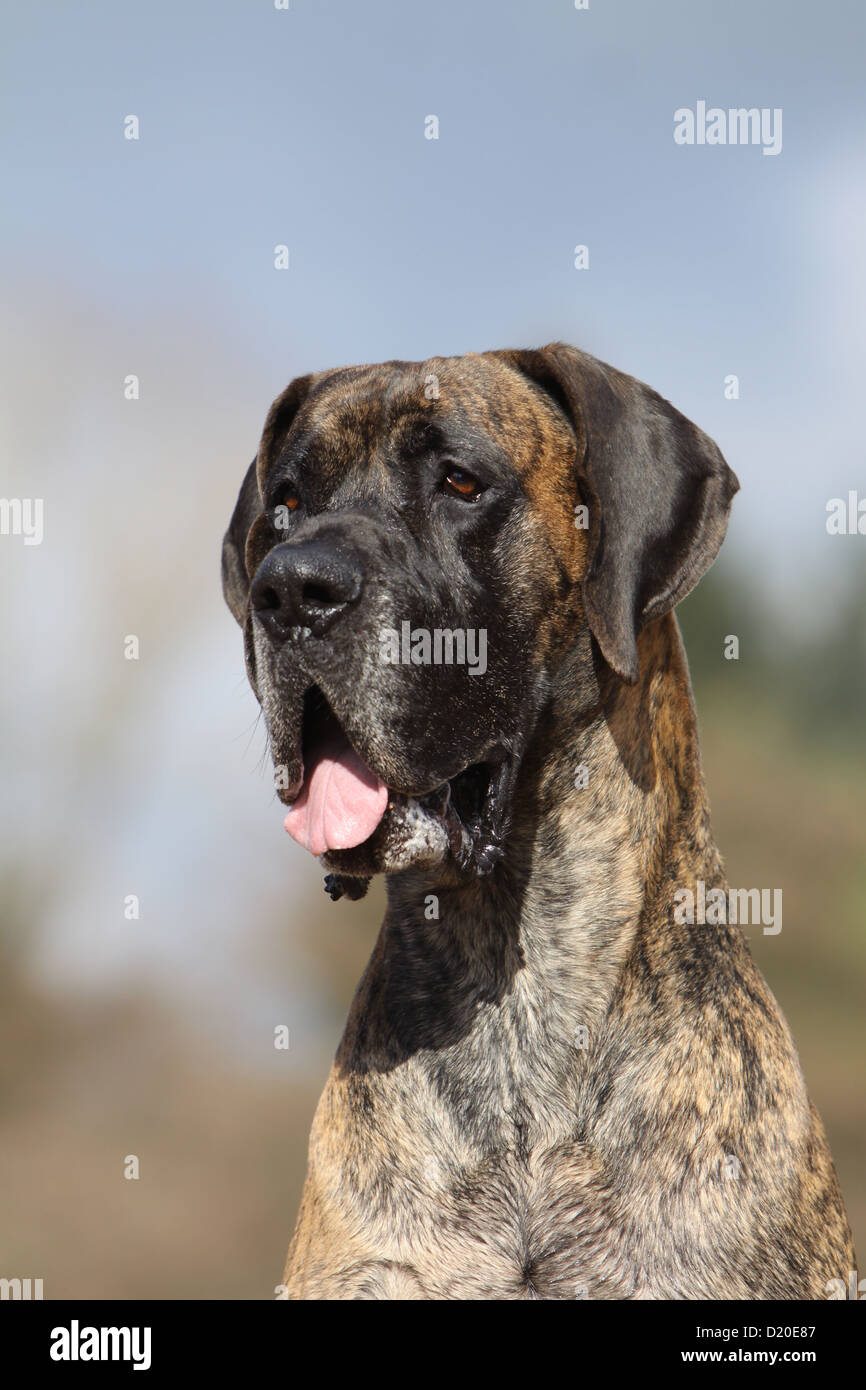 Deutsche Dogge Hund / Deutsche Dogge Erwachsenen gestromte Porträt Profil Stockfoto