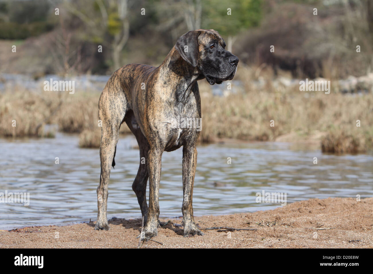 Deutsche Dogge Hund / Deutsche Dogge Erwachsenen gestromt stehen den Rand eines Flusses Stockfoto