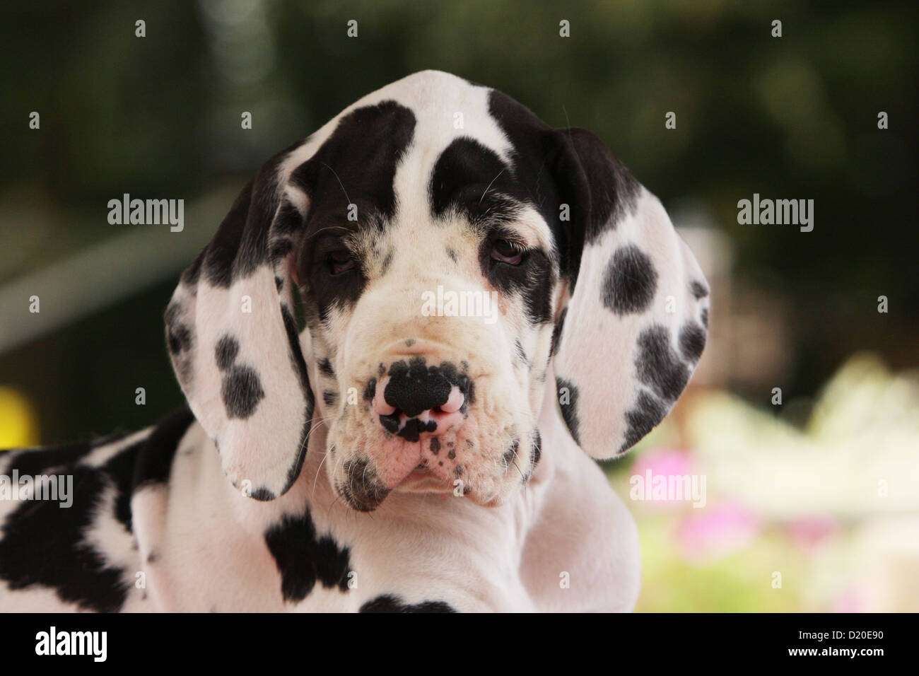 Deutsche Dogge Hund / Deutsche Dogge Welpen Harlekin Porträt Stockfoto