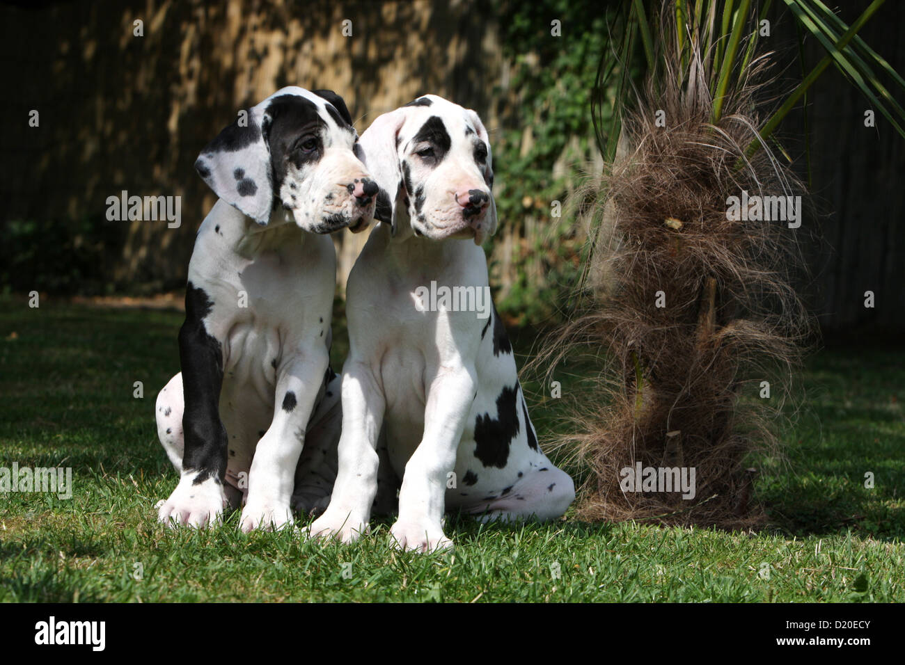 Dane Essen / Deutsche Dogge Schlepptau Welpen Harlekin sitzen Stockfoto