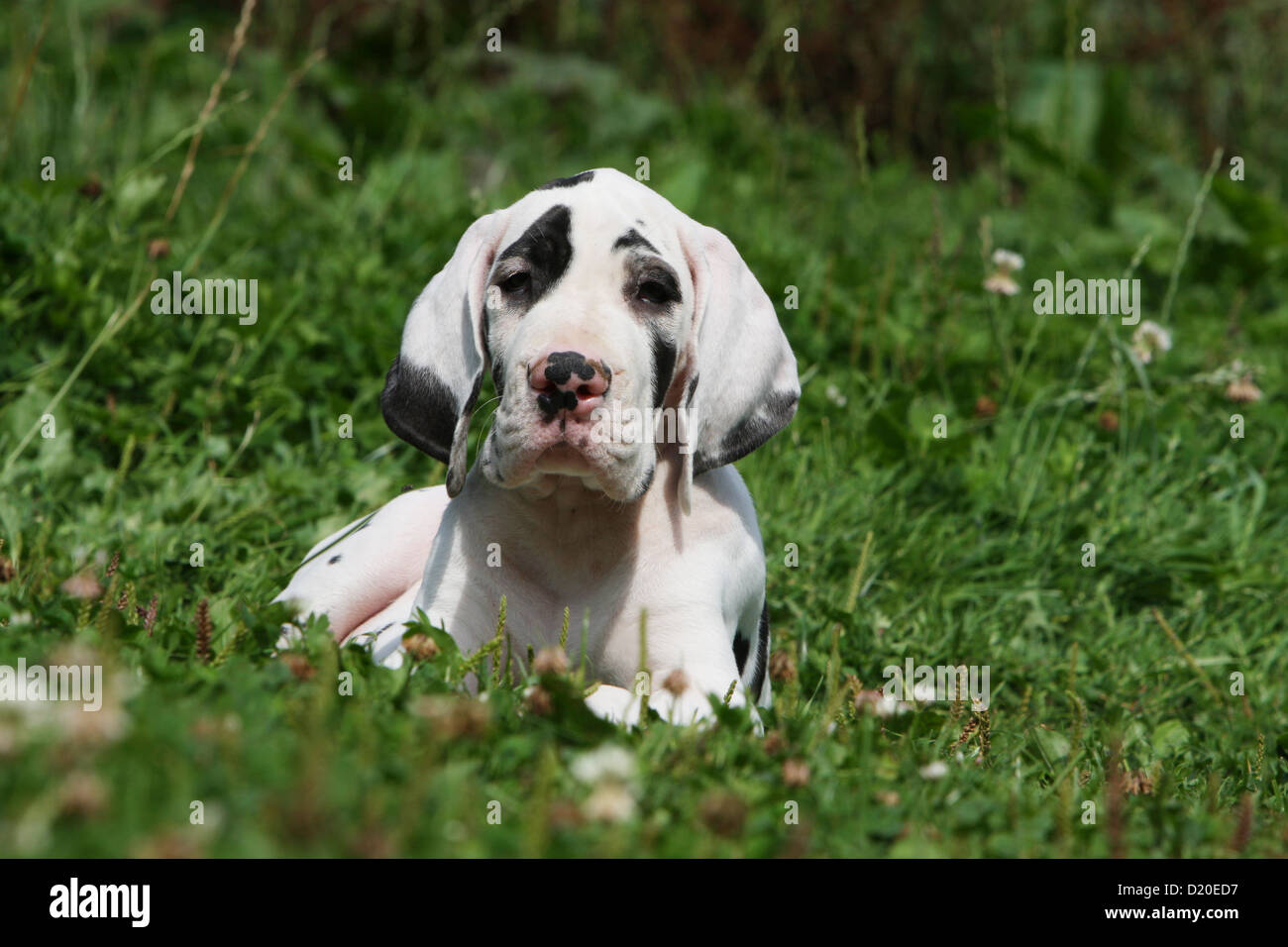 Deutsche Dogge Hund / Deutsche Dogge Welpen Harlekin liegen auf dem Rasen Stockfoto
