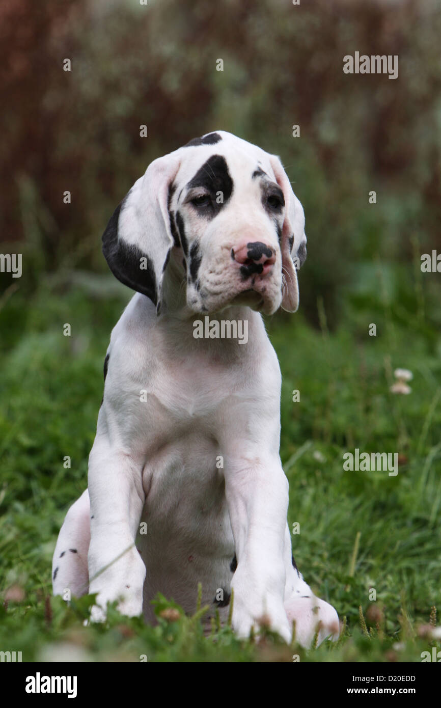 Deutsche Dogge Hund / Deutsche Dogge Welpen Harlekin sitzen Stockfoto