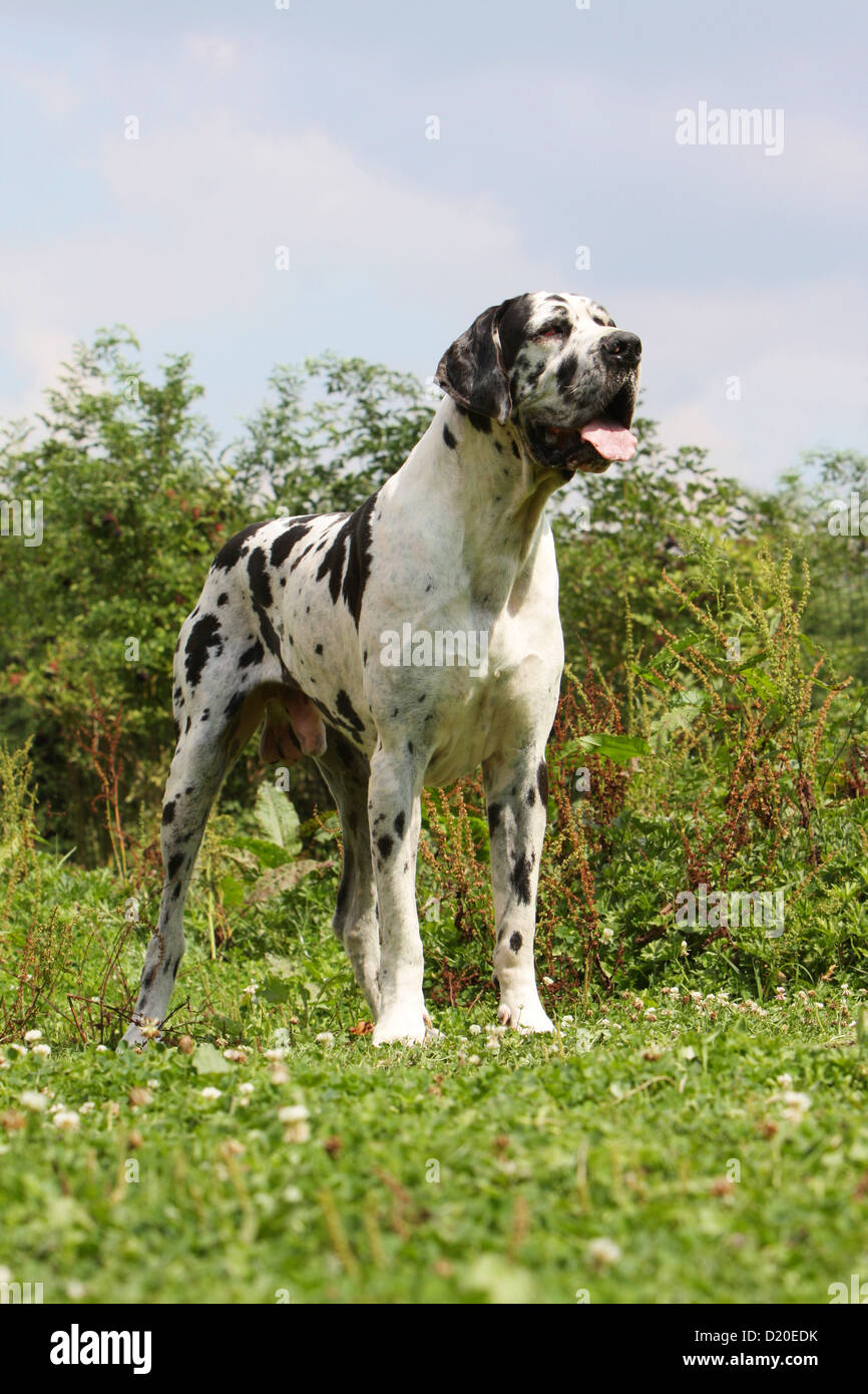 Deutsche Dogge Hund / Erwachsene Deutsche Dogge Harlekin stehend Stockfoto
