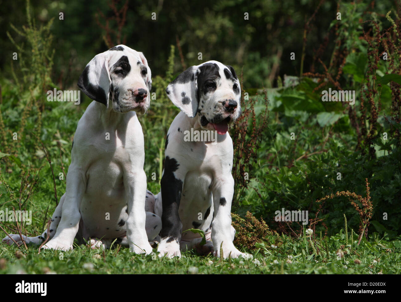 Deutsche Dogge Hund / Deutsche Dogge Schlepptau Welpen Harlekin sitzen Stockfoto