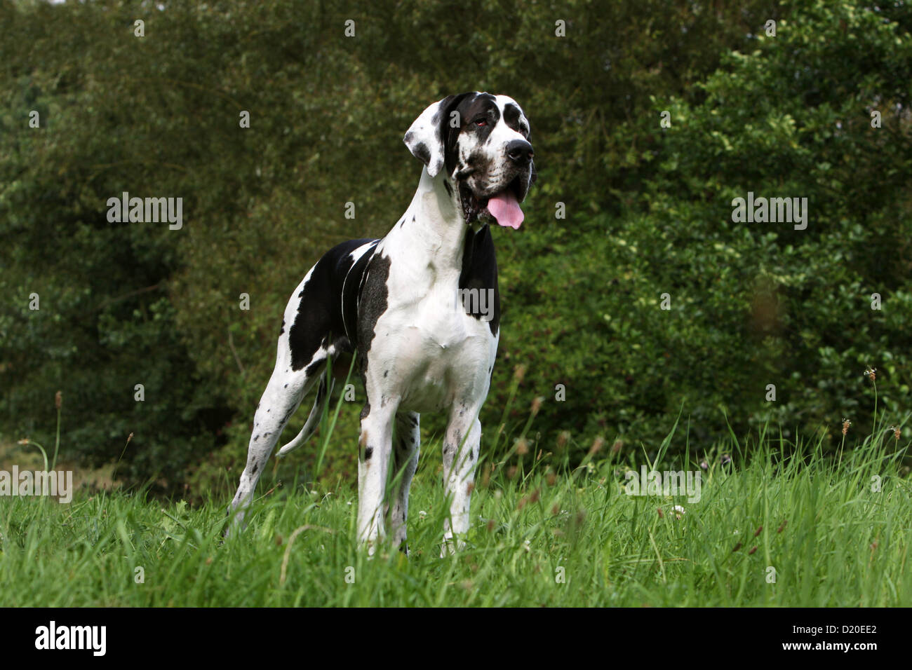 Deutsche Dogge Hund / Erwachsene Deutsche Dogge Harlekin stehend Stockfoto