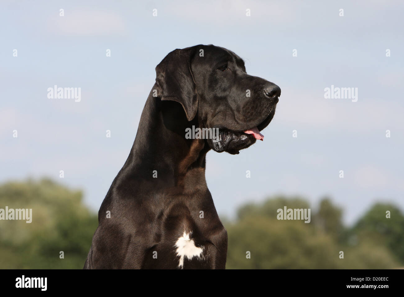 Deutsche Dogge Hund / Deutsche Dogge Erwachsene schwarz Porträt Profil Stockfoto