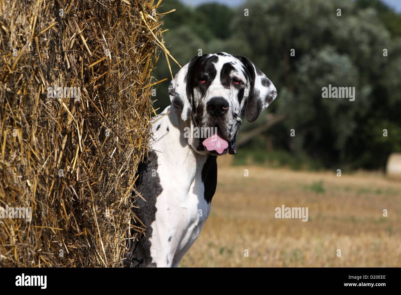 Deutsche Dogge Hund / Deutsche Dogge Erwachsenen Harlekin-Porträt Stockfoto