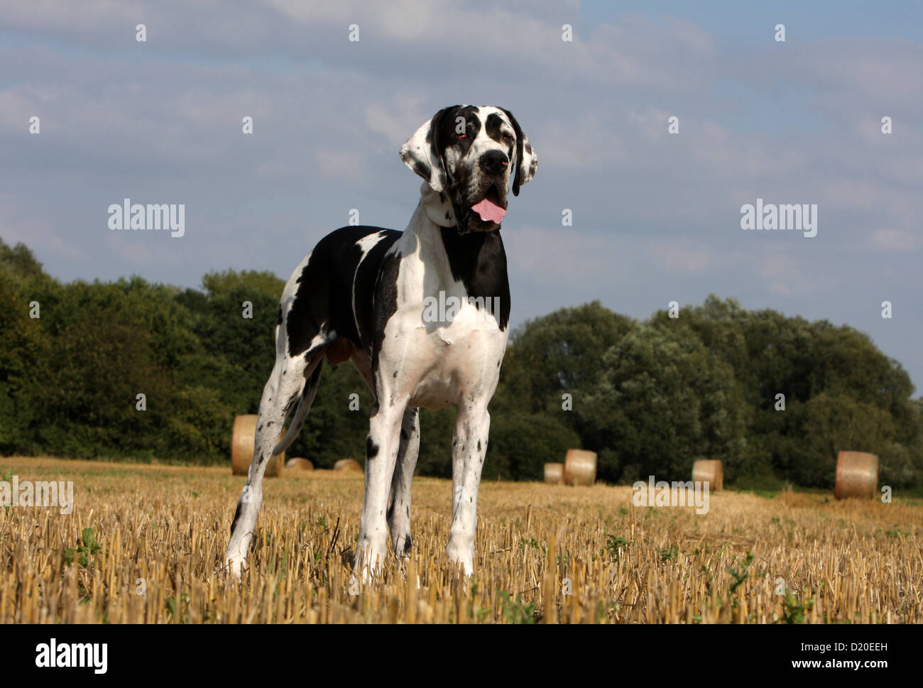 Deutsche Dogge Hund / Erwachsene Deutsche Dogge Harlekin stehend in einem Feld Stockfoto