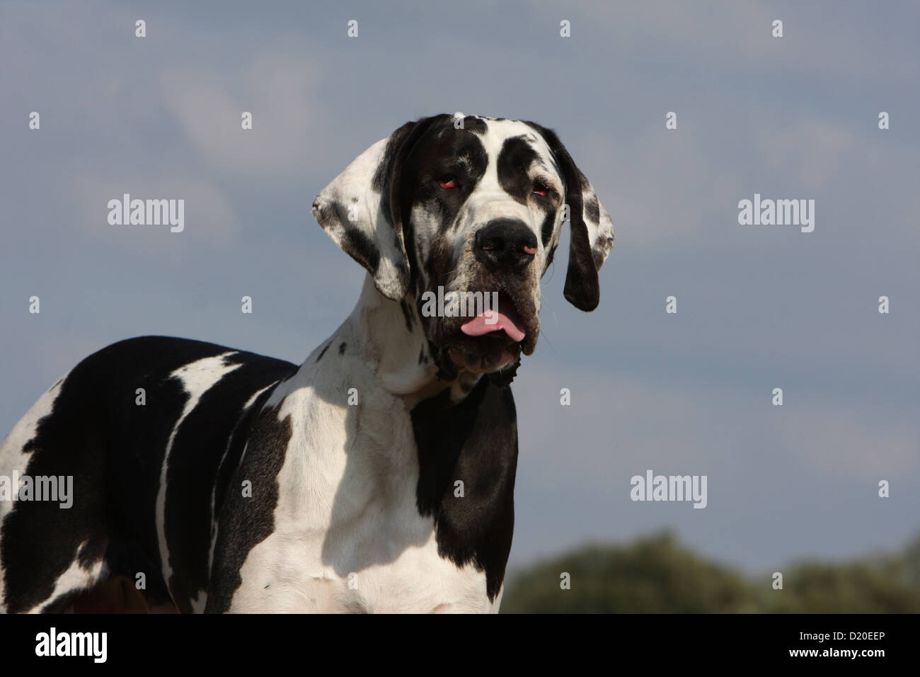 Deutsche Dogge Hund / Deutsche Dogge Erwachsenen Harlekin-Porträt Stockfoto