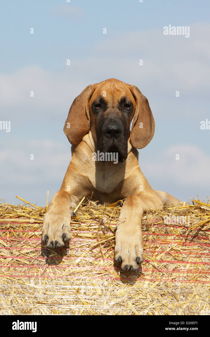 Deutsche Dogge Hund / Deutsche Dogge Welpe Rehkitz liegend auf Stroh Stockfoto