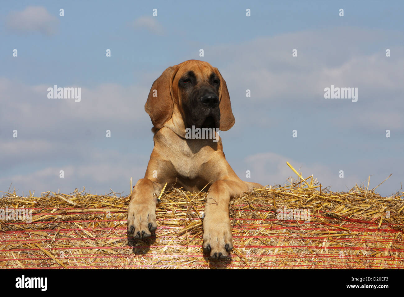 Deutsche Dogge Hund / Deutsche Dogge Welpe Rehkitz liegend auf Stroh Stockfoto
