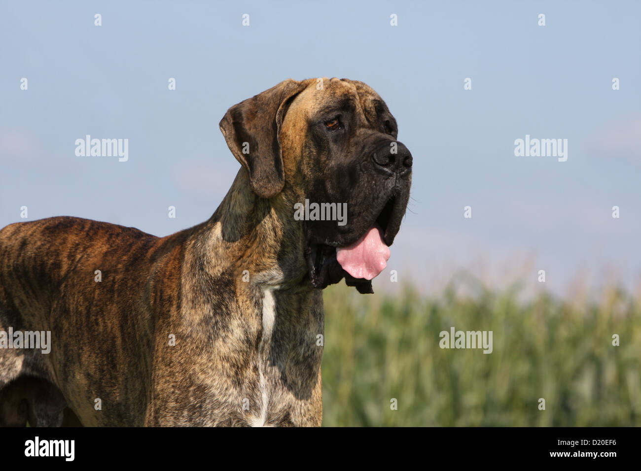Deutsche Dogge Hund / Deutsche Dogge Erwachsenen gestromte Porträt Profil Stockfoto