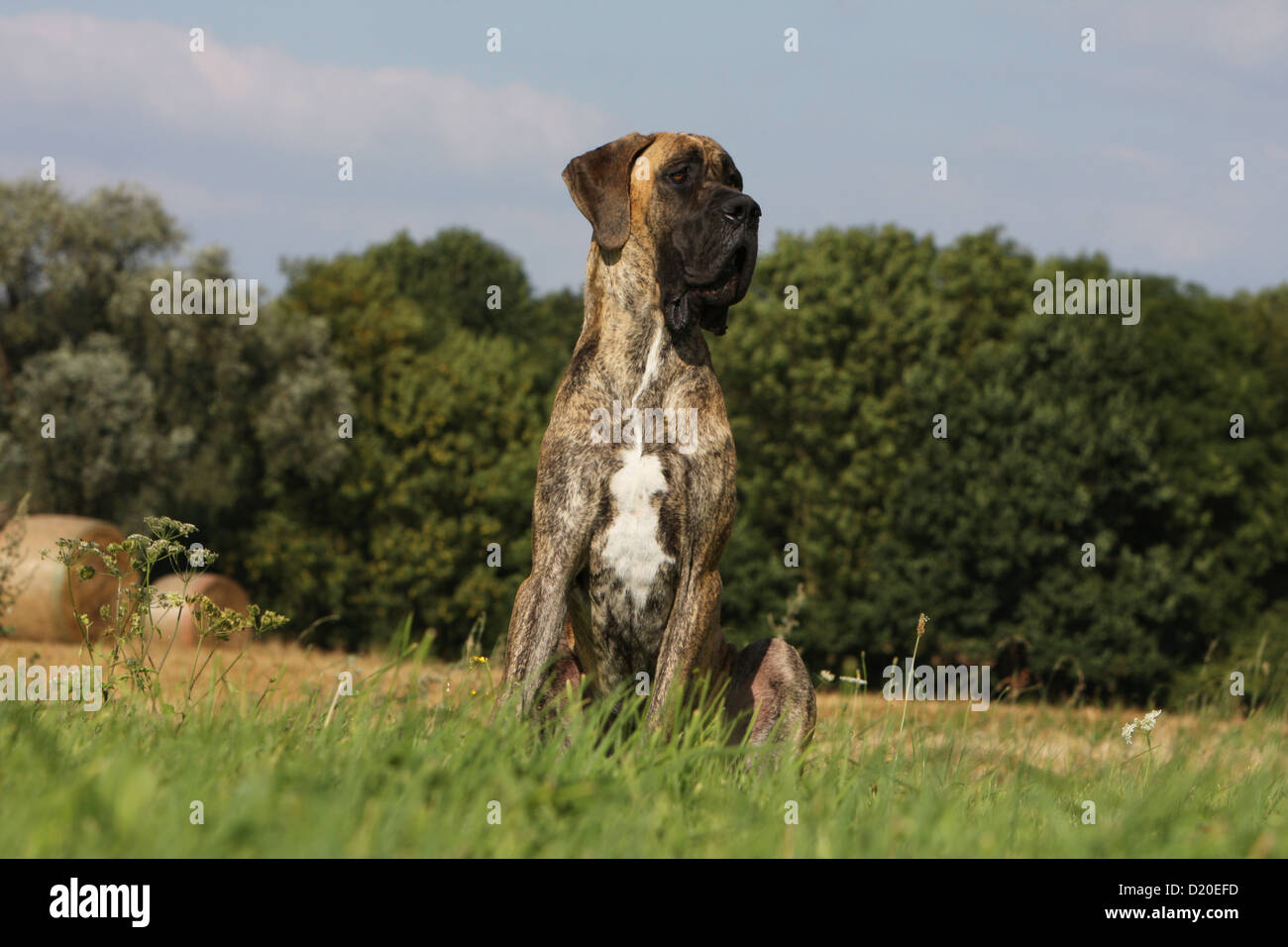 Deutsche Dogge Hund / Erwachsene Deutsche Dogge gestromt sitzen Profil Stockfoto