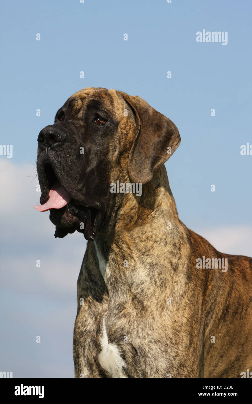 Deutsche Dogge Hund / Deutsche Dogge Erwachsenen gestromte Porträt Profil Stockfoto