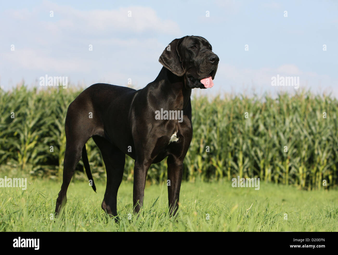 Deutsche Dogge Hund / Erwachsene Deutsche Dogge schwarz stehend Stockfoto