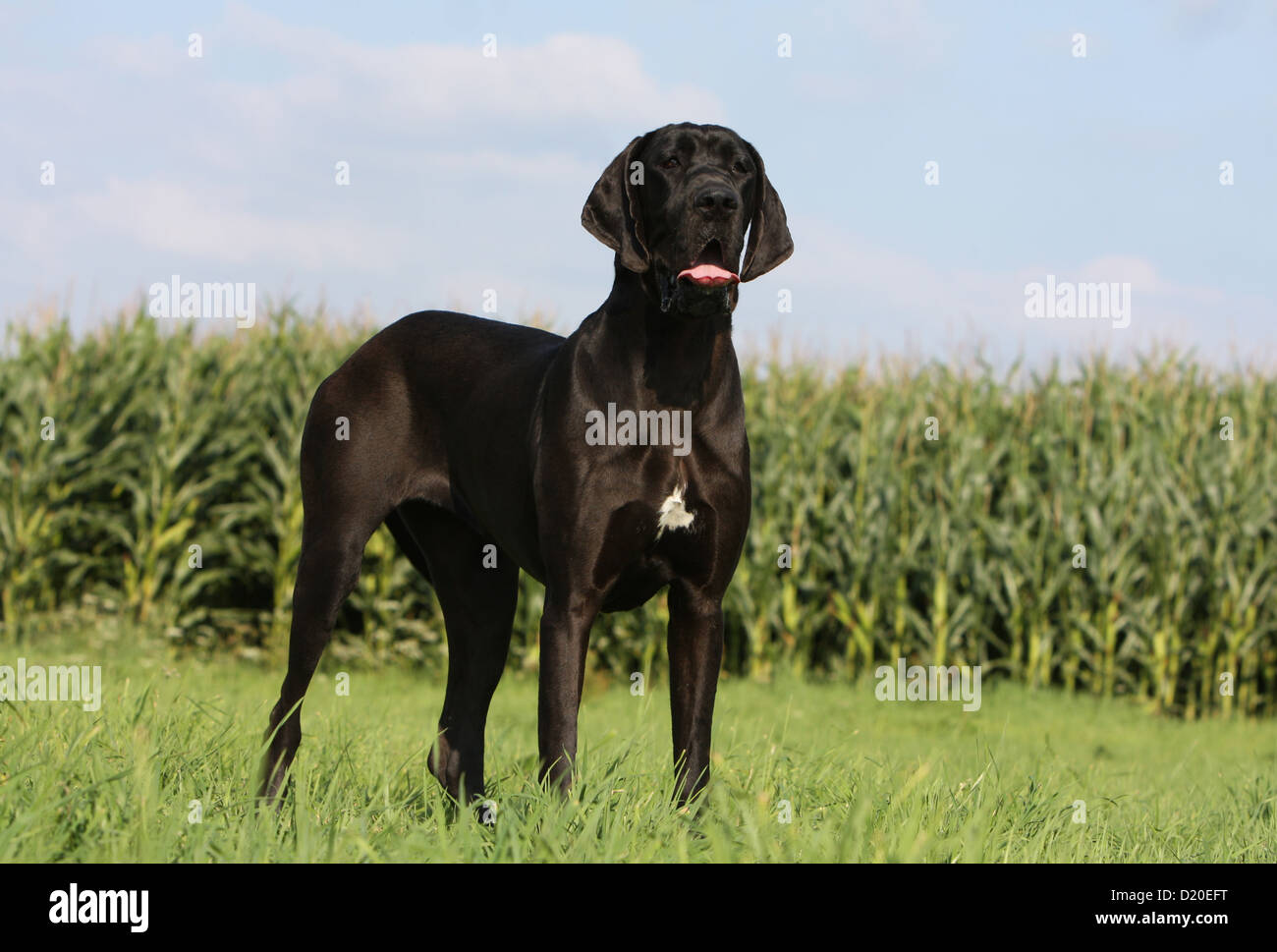 Deutsche Dogge Hund / Erwachsene Deutsche Dogge schwarz stehend Stockfoto