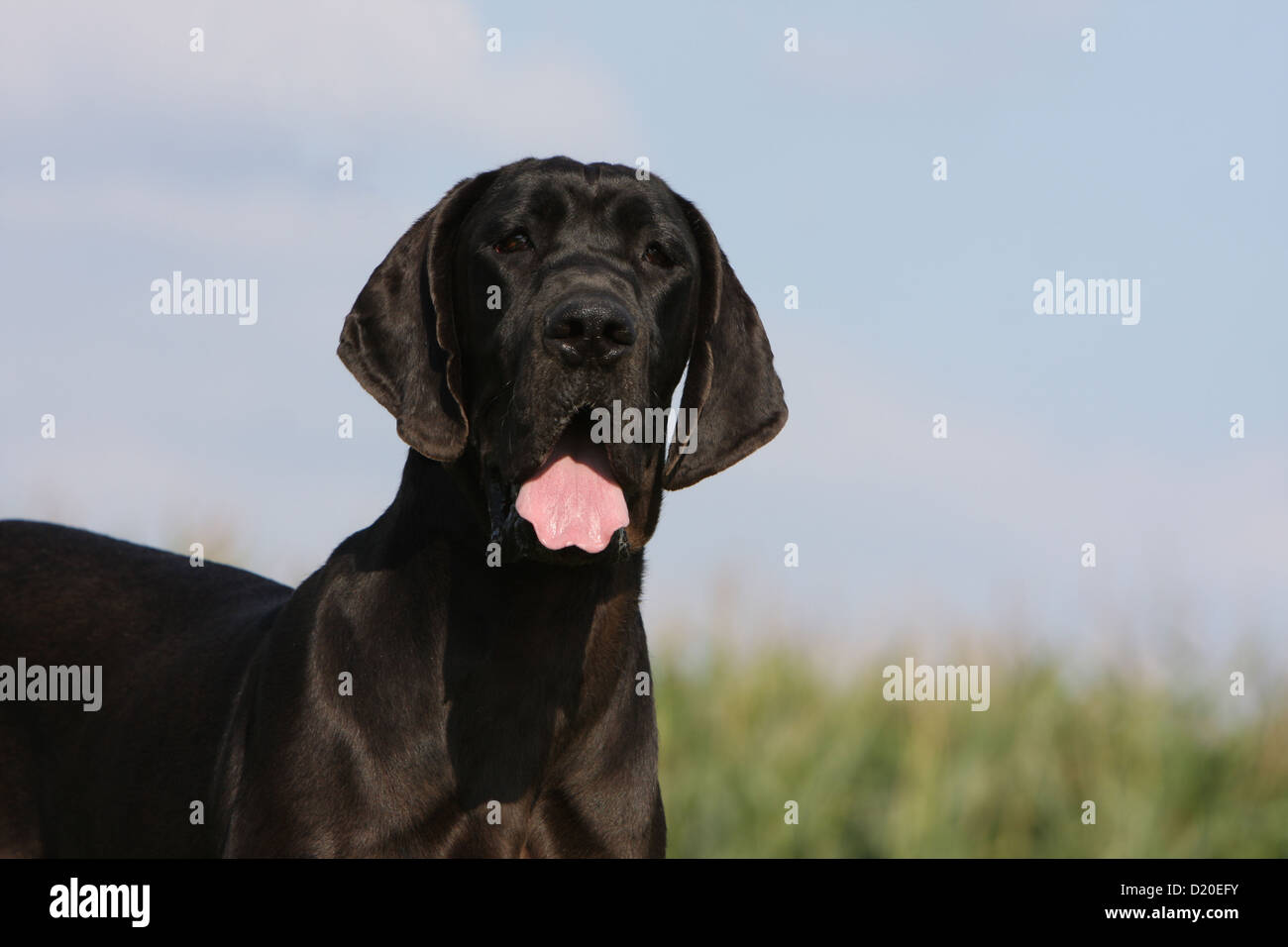 Deutsche Dogge Hund / Deutsche Dogge Erwachsenen Portrait schwarz Stockfoto