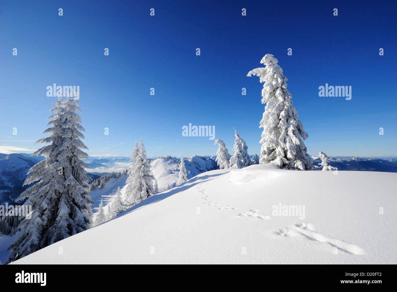 Fußabdruck eines Kaninchens im Tiefschnee vor einem Winter Wald, Hochries, Chiemgau, Chiemgau, Bayern, Oberbayern, Keim Stockfoto