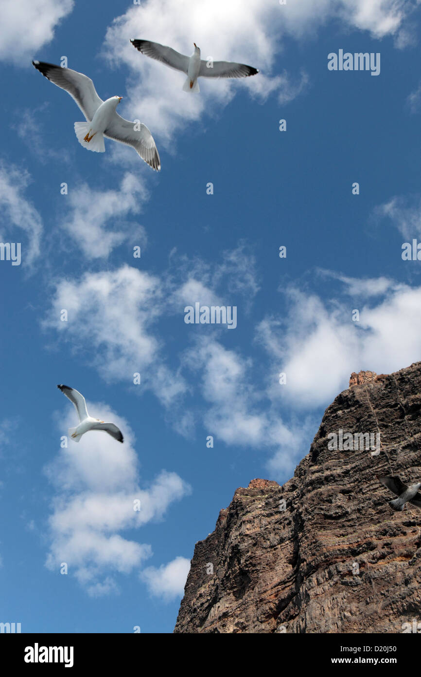 Blickte zu drei Möwen auf der Flucht vor einem strahlend blauen Himmel & flauschige Wolke, Teneriffa, Kanarische Inseln Stockfoto Blickte zu drei Möwen auf der Flucht vor einem strahlend blauen Himmel & flauschige Wolke, Teneriffa, Kanarische Inseln Stockfoto