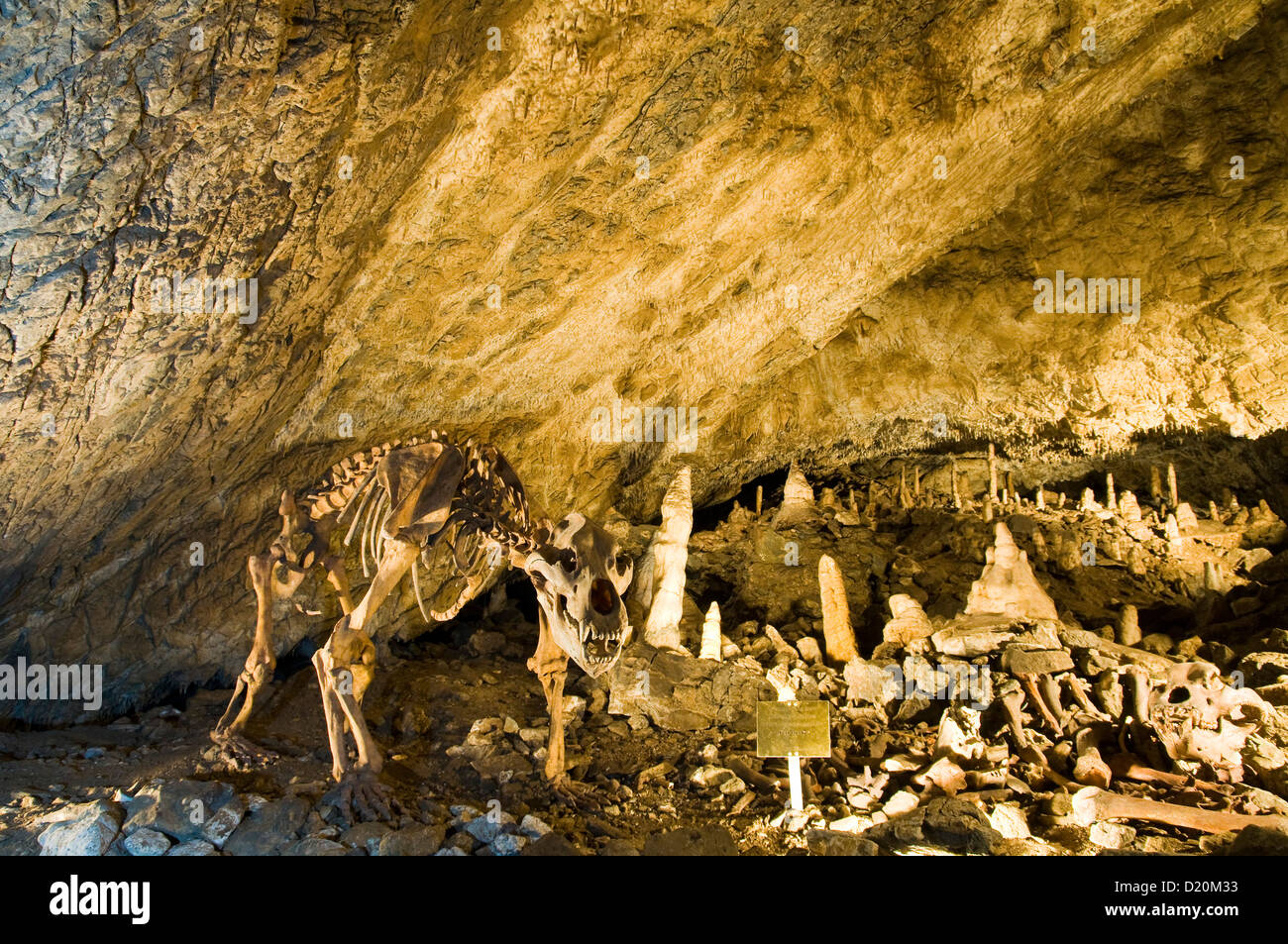 Knochen des Bären, dann Höhle Baumannshoehle, Ruebeland, Harz, Sachsen-Anhalt, Deutschland Stockfoto