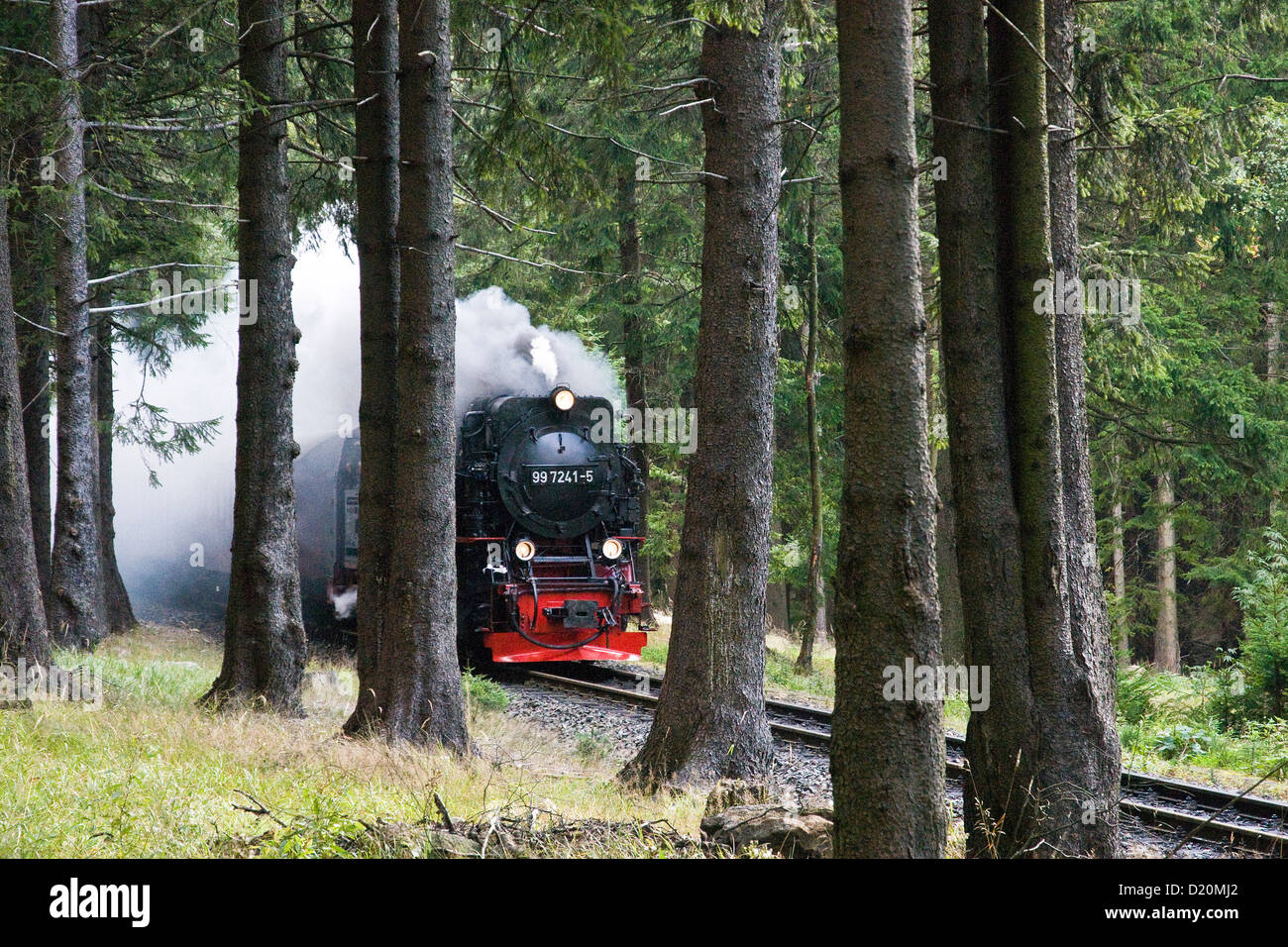 Wald, Dampfeisenbahn, Brockenbahn, Dampfzug, HSB-Harzer Schmalspurbahnen, Schierke, Harz, Sachsen-Anhalt, Deutschland Stockfoto