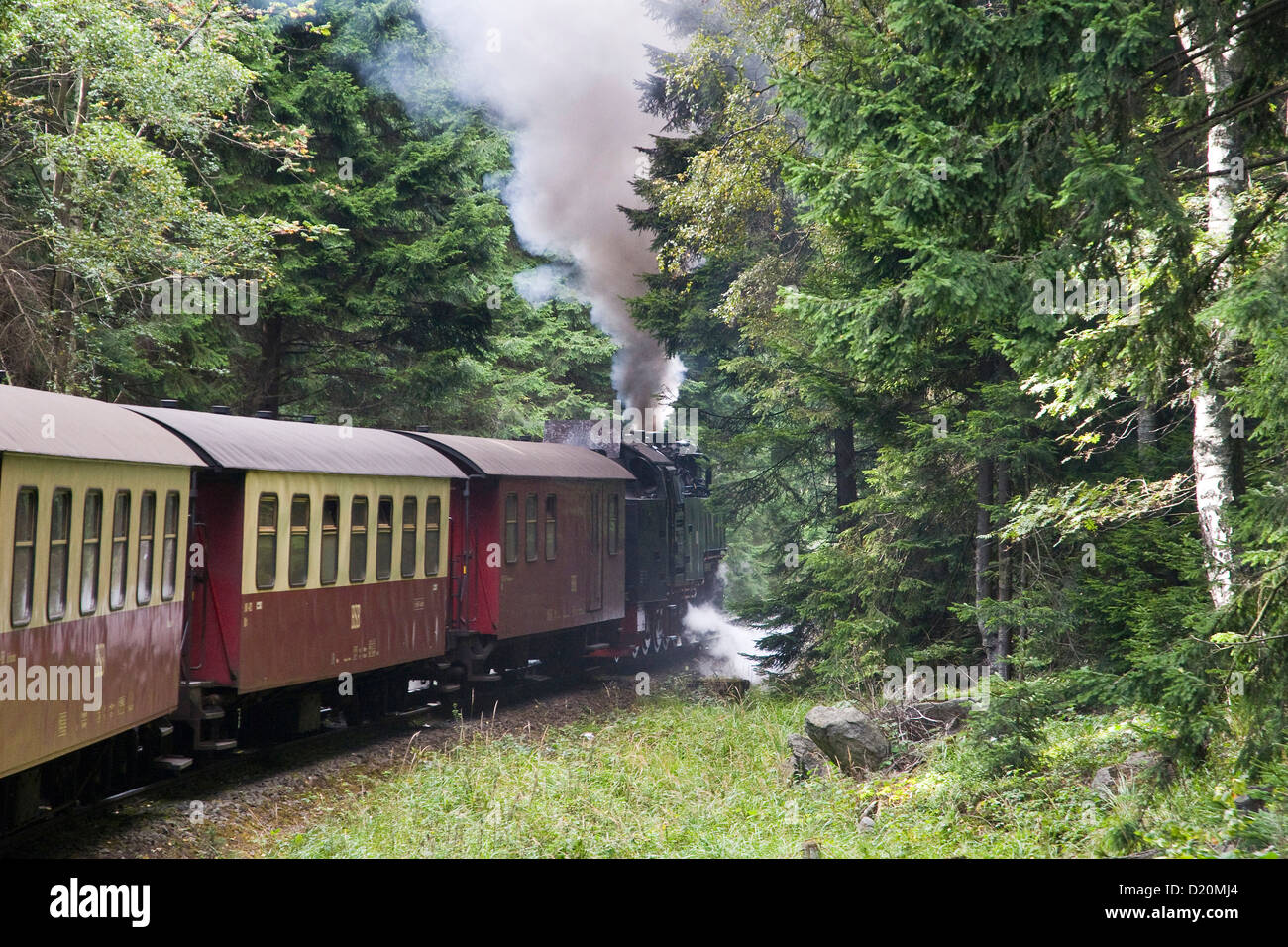 Wald, Dampfeisenbahn, Schmalspurbahnen, Brockenbahn, Schierke, Harz, Sachsen-Anhalt, Deutschland Stockfoto