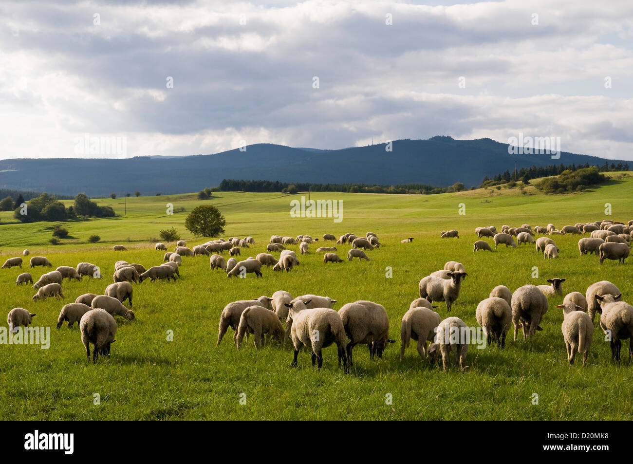 Harz-Landschaft mit Schafherde, Brocken im Hintergrund, Harz, Sachsen-Anhalt, Deutschland Stockfoto