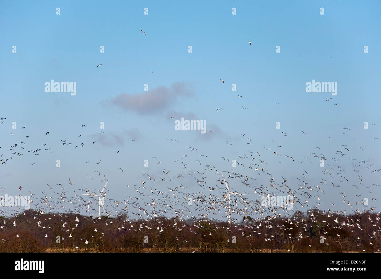 Großen Vogelschwarm mit Windkraftanlagen Bauernhof Stockfoto