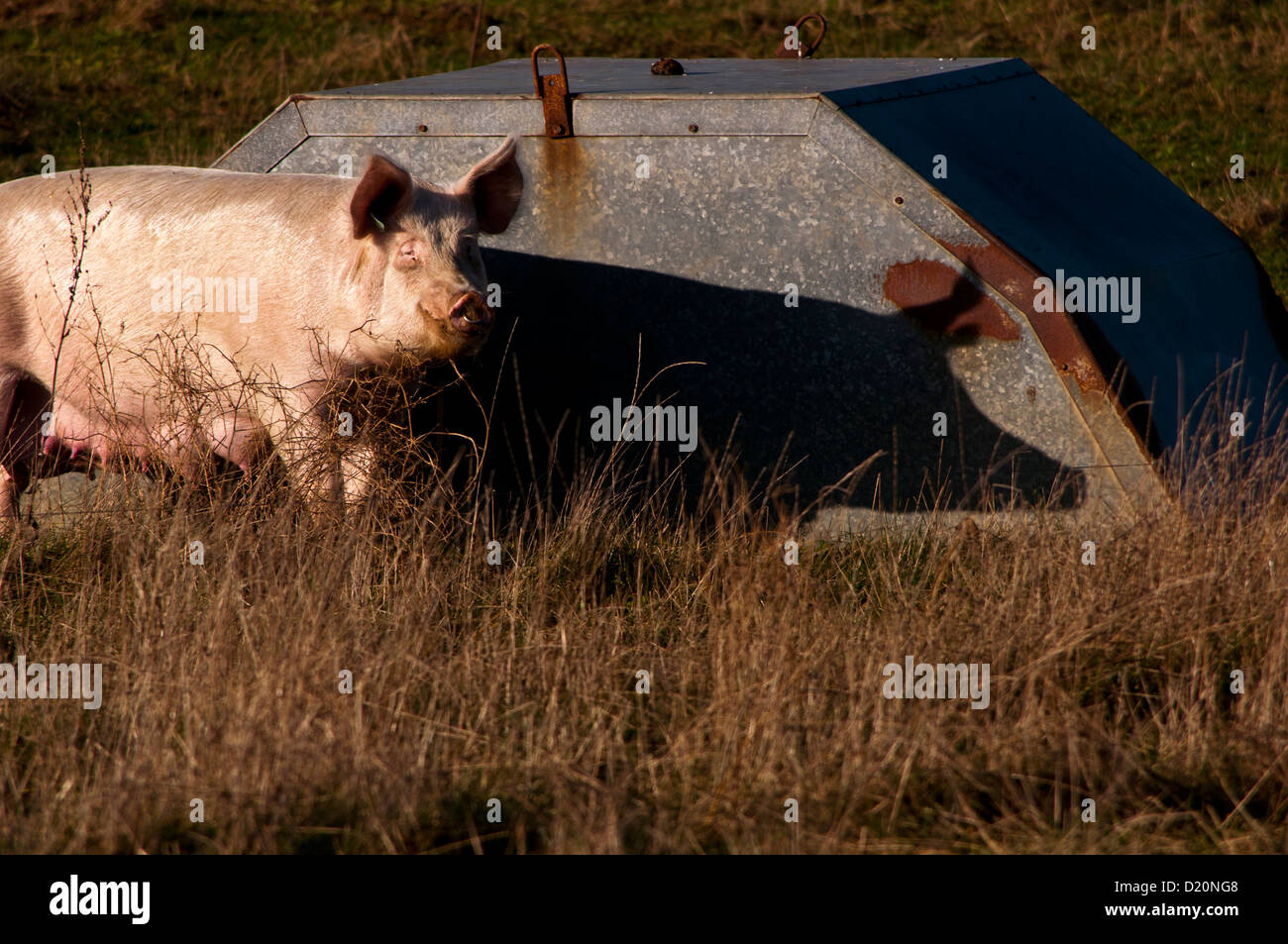 Freilandhaltung Schwein und Arche Stockfoto