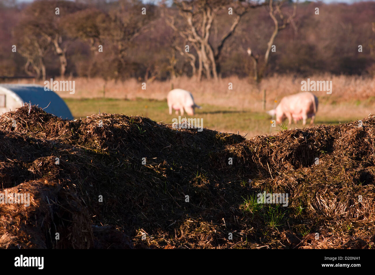 Misthaufen auf Schweinefarm Stockfoto