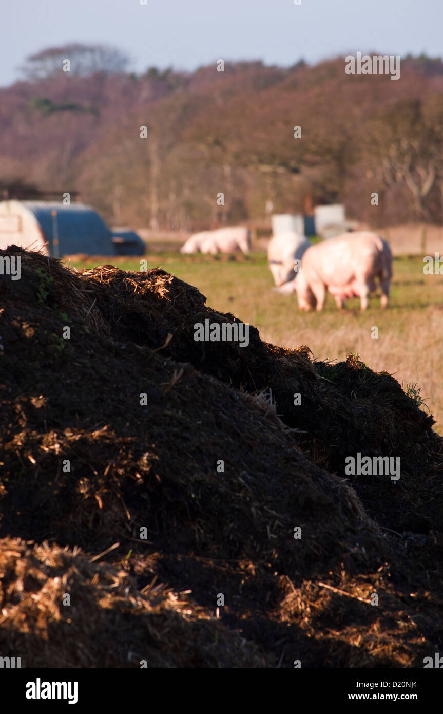 Misthaufen auf Schweinefarm Stockfoto