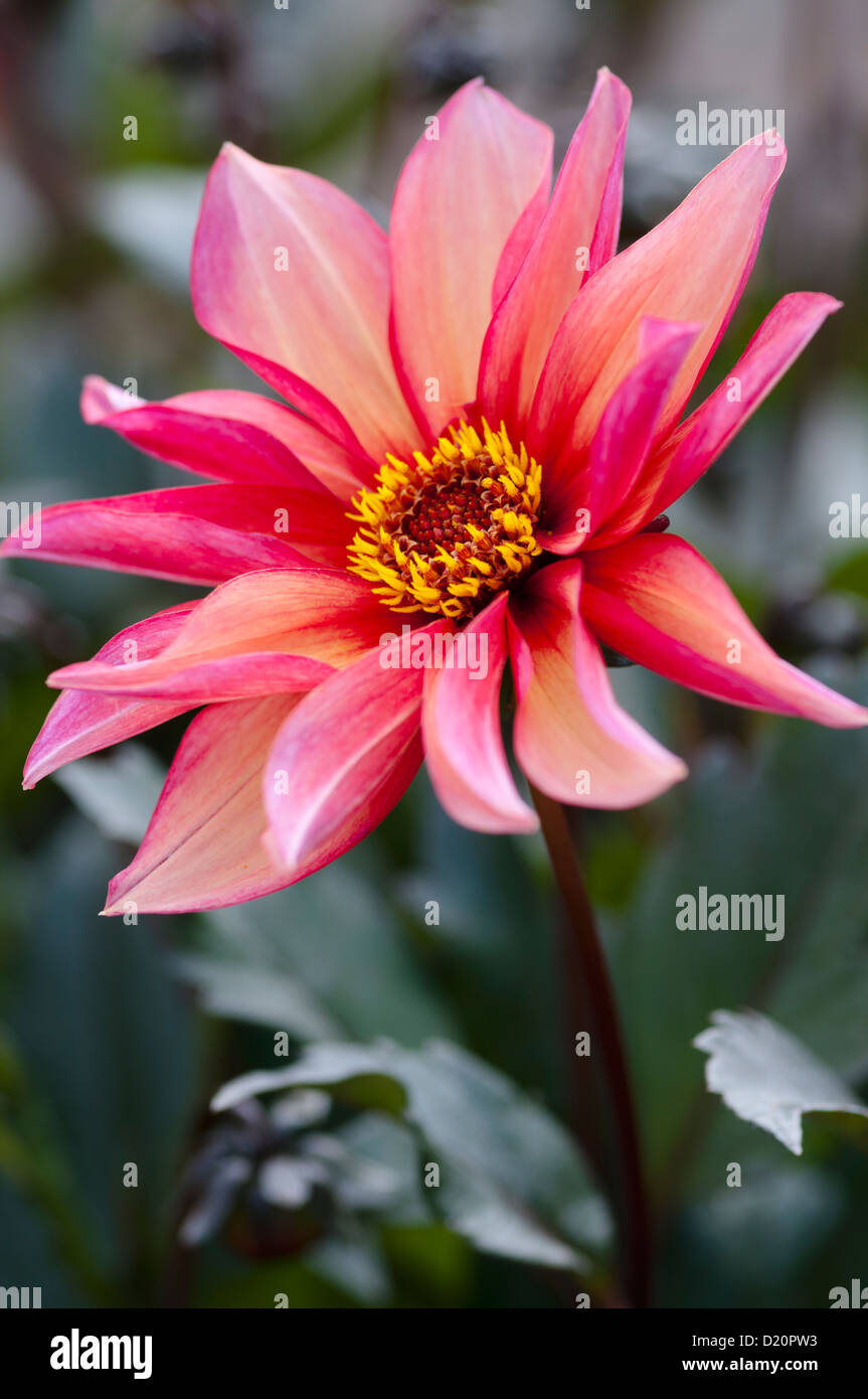 DAHLIE WALTZING MATILDA Stockfoto