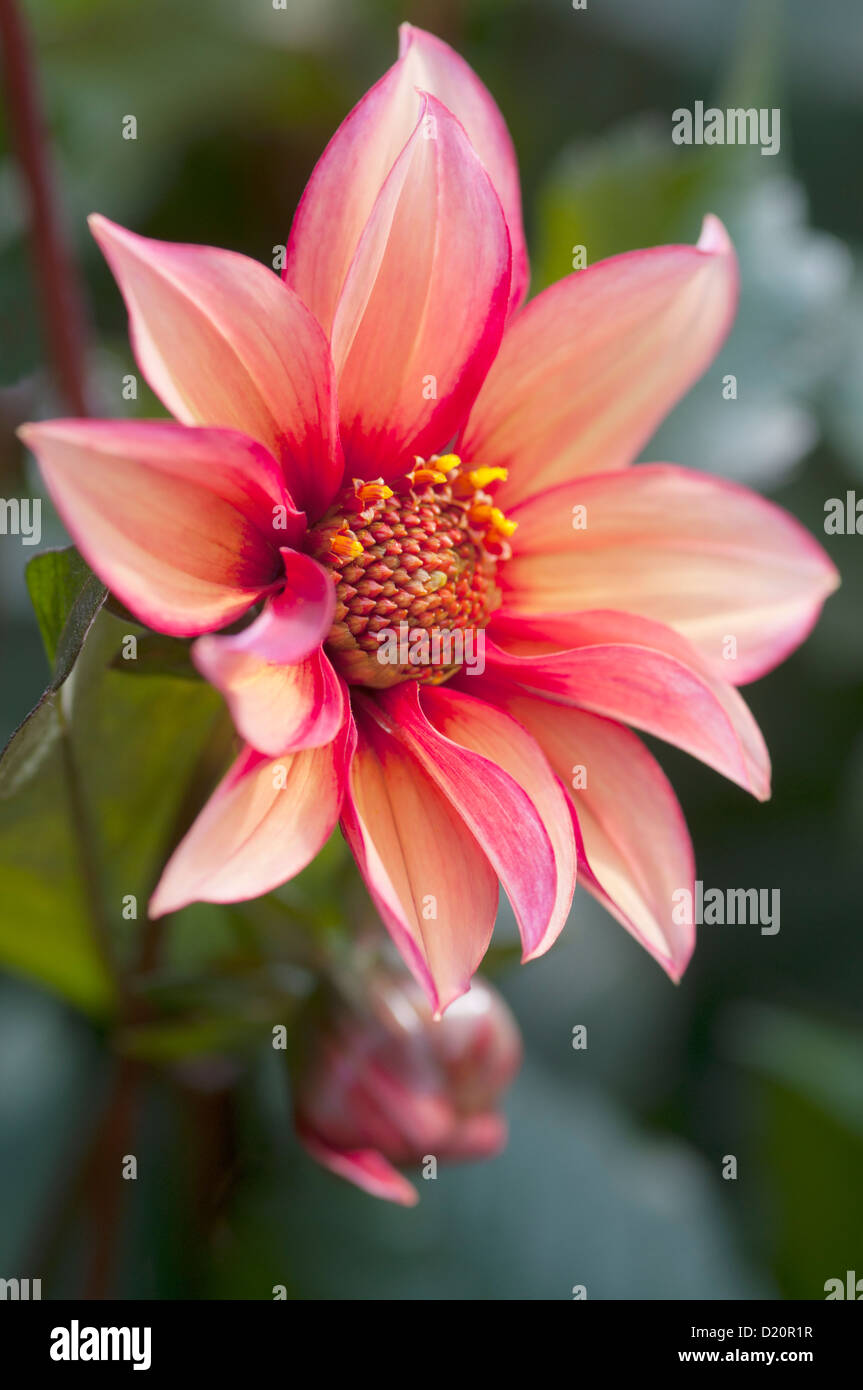 DAHLIE WALTZING MATILDA Stockfoto