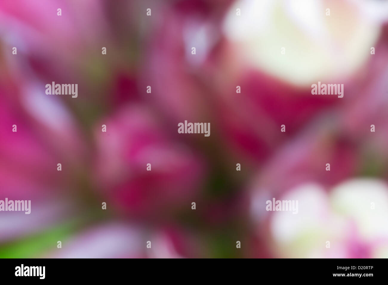 Verschwimmen Sie Schuss von rosa Blumenstrauß als abstrakten Hintergrund. Stockfoto