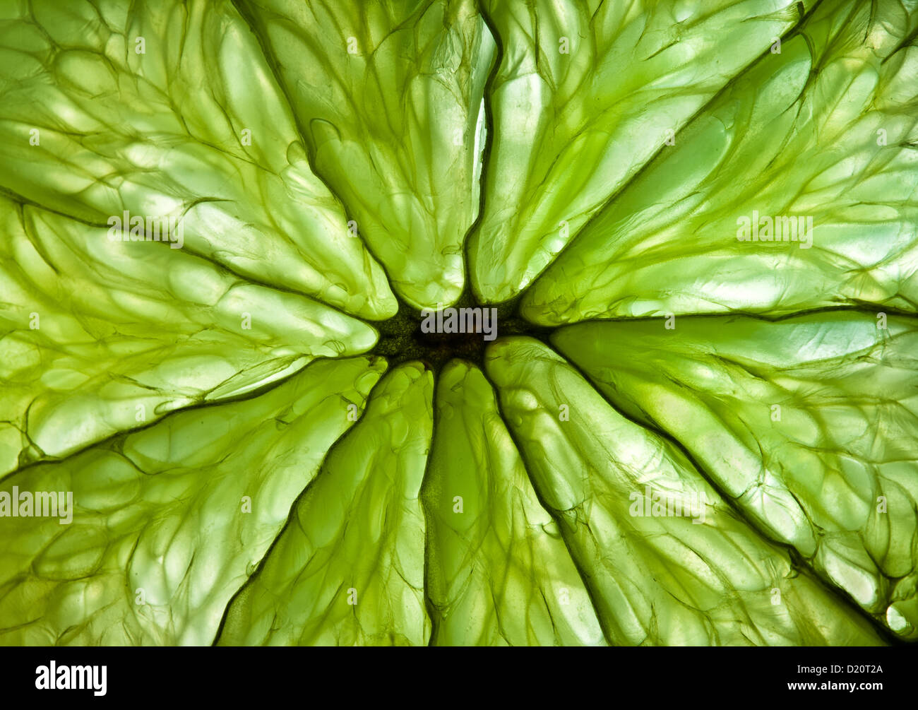 Zusammenfassung Hintergrund. Foto von einem Zitrusfrüchten close up. Stockfoto