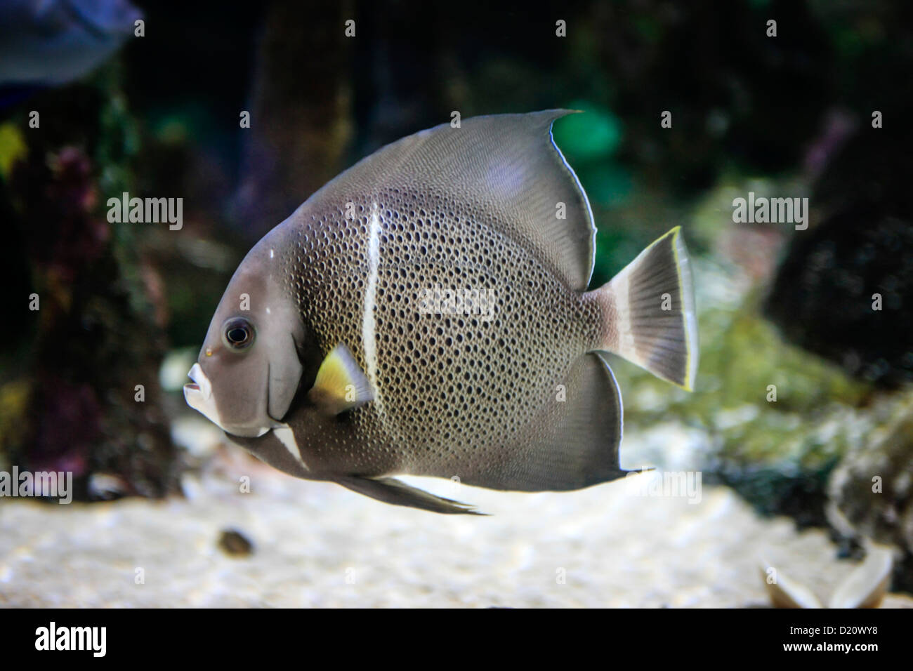 Grey Angel Fish Pommacanthus Arcuatus Stockfoto