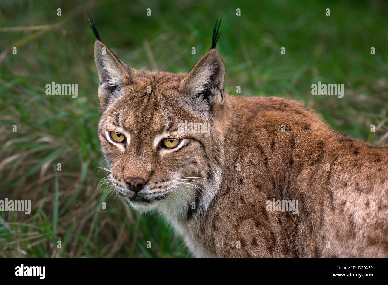 Eurasischer Luchs Stockfoto