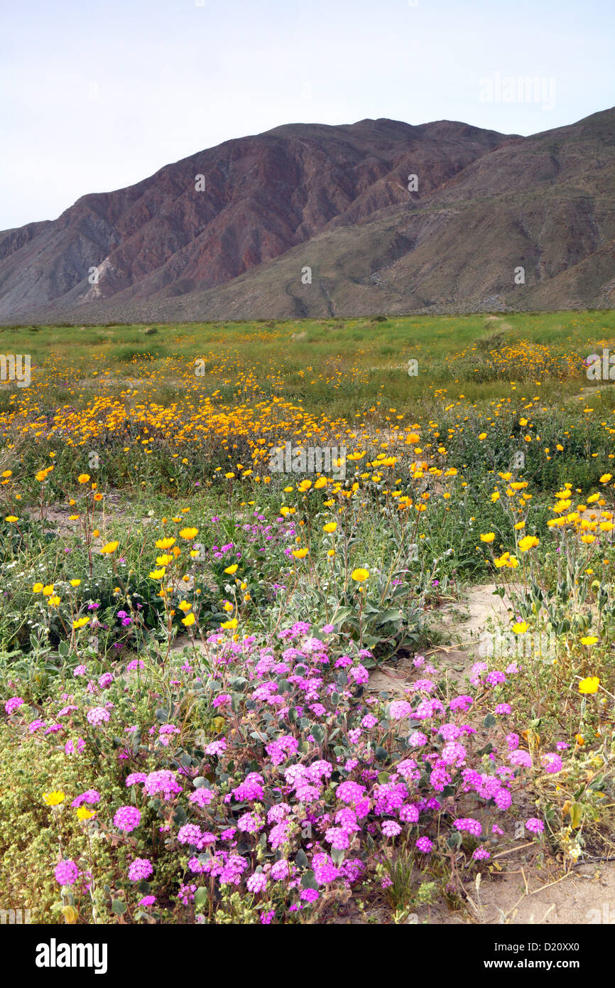 Wildblumen, Henderson Canyon Road, Anza Borrego State Park, CA, USA Stockfoto