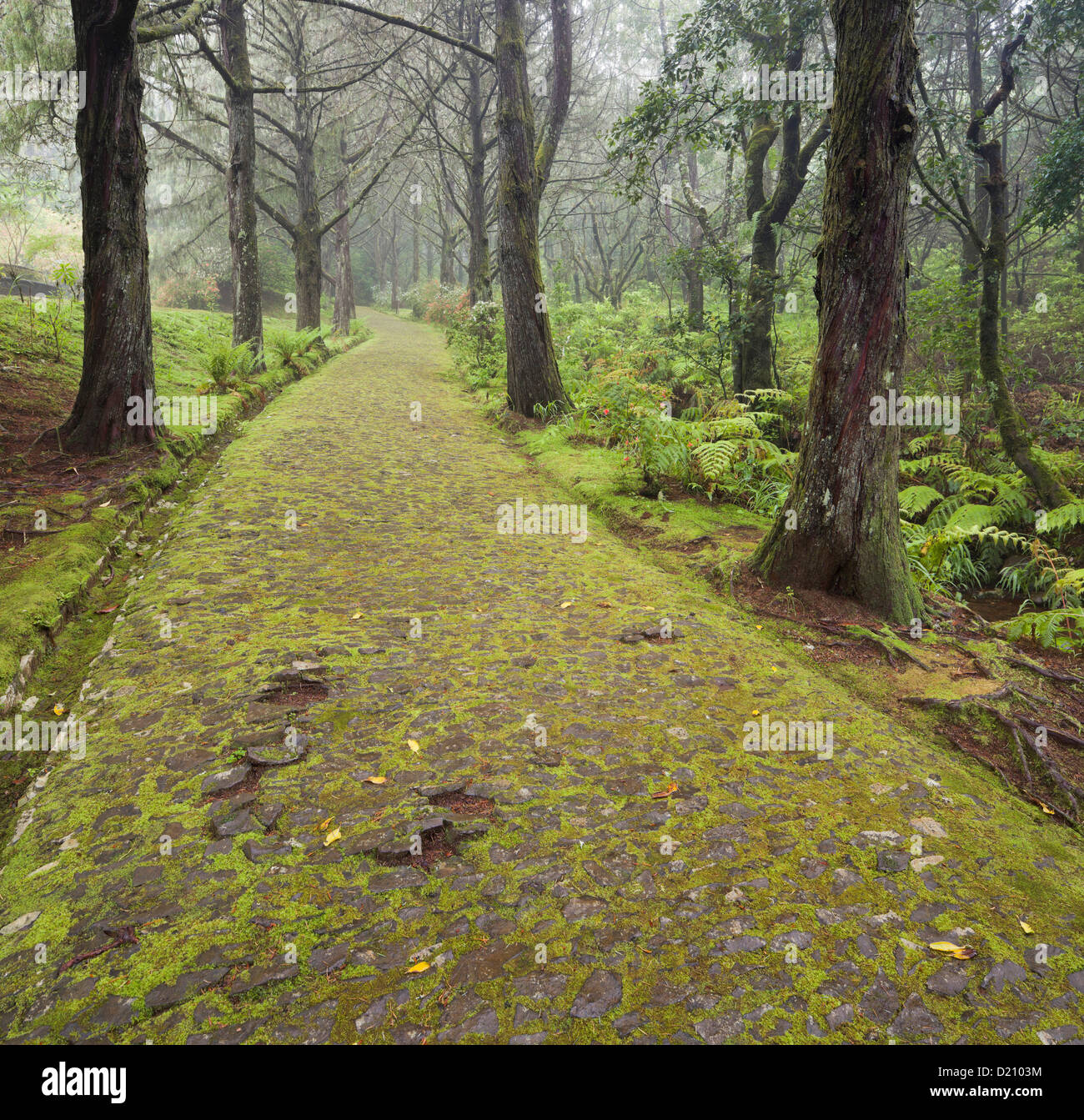 Moosigen Weg in den Wald, Caldeirao Verde, Queimadas Forest Park, Madeira, Portugal Stockfoto