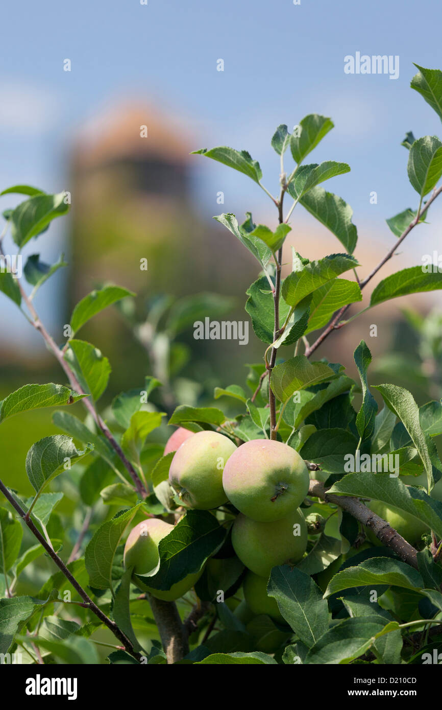 Apfelbaum in der Nähe von Warth Burg Castel Guardia, San Paolo, Trentino, Italien Stockfoto