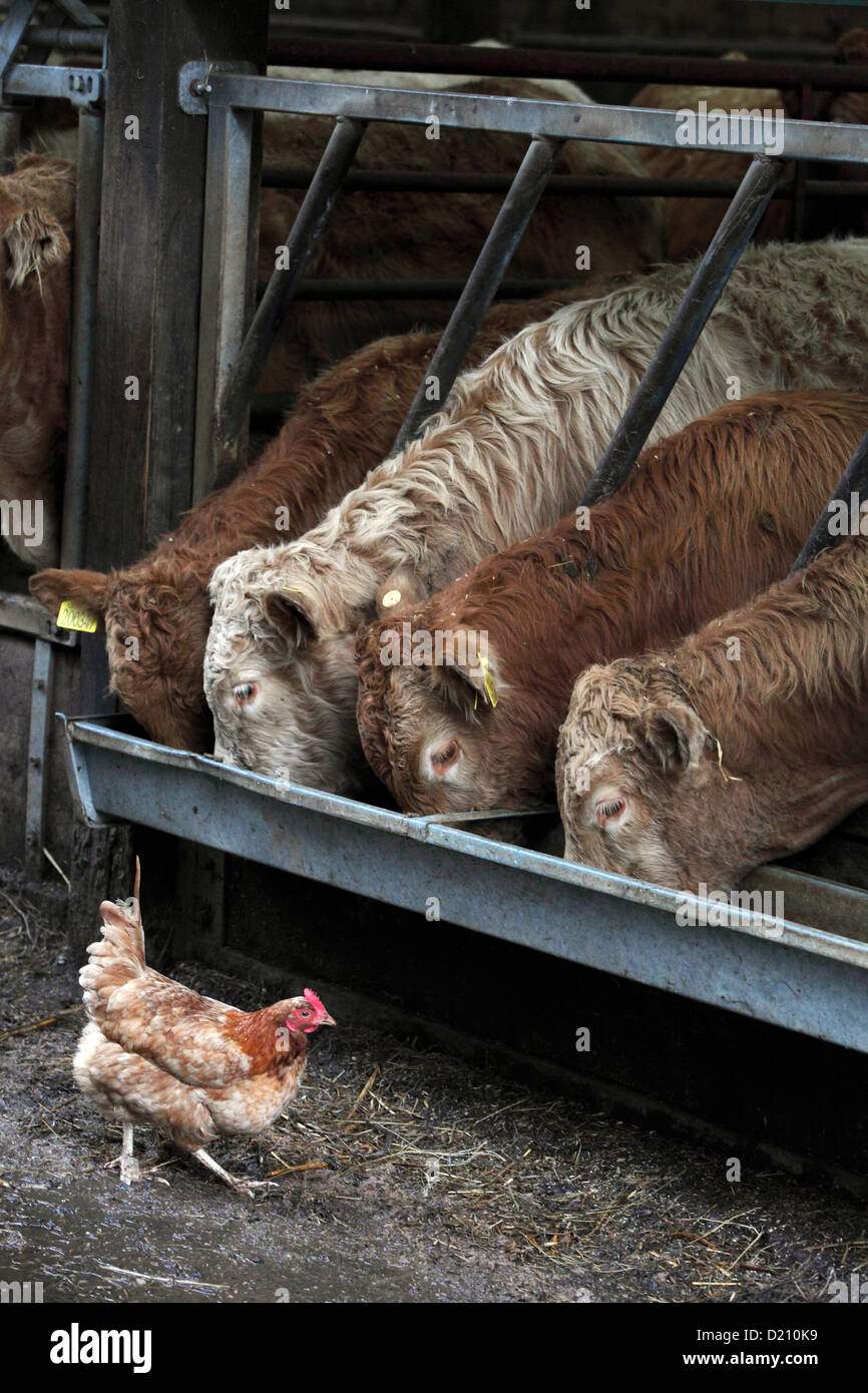 Hof mit Huhn und Rind Fütterung von Trog, Lake District, Cumbria, England Stockfoto