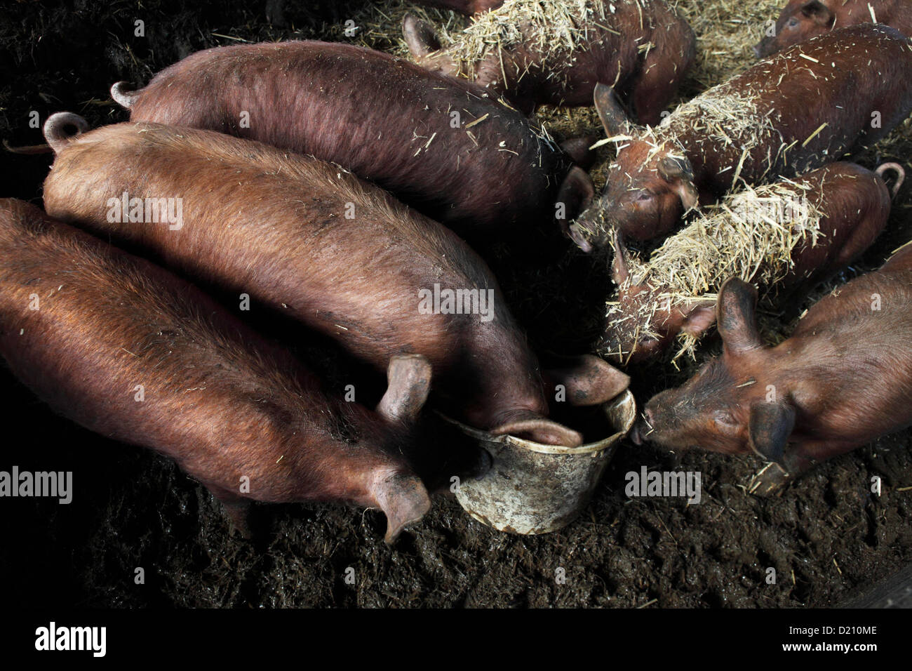 Tamworth schweine Fütterung von der Schaufel auf Hampshire Farm, New Forest, England Stockfoto