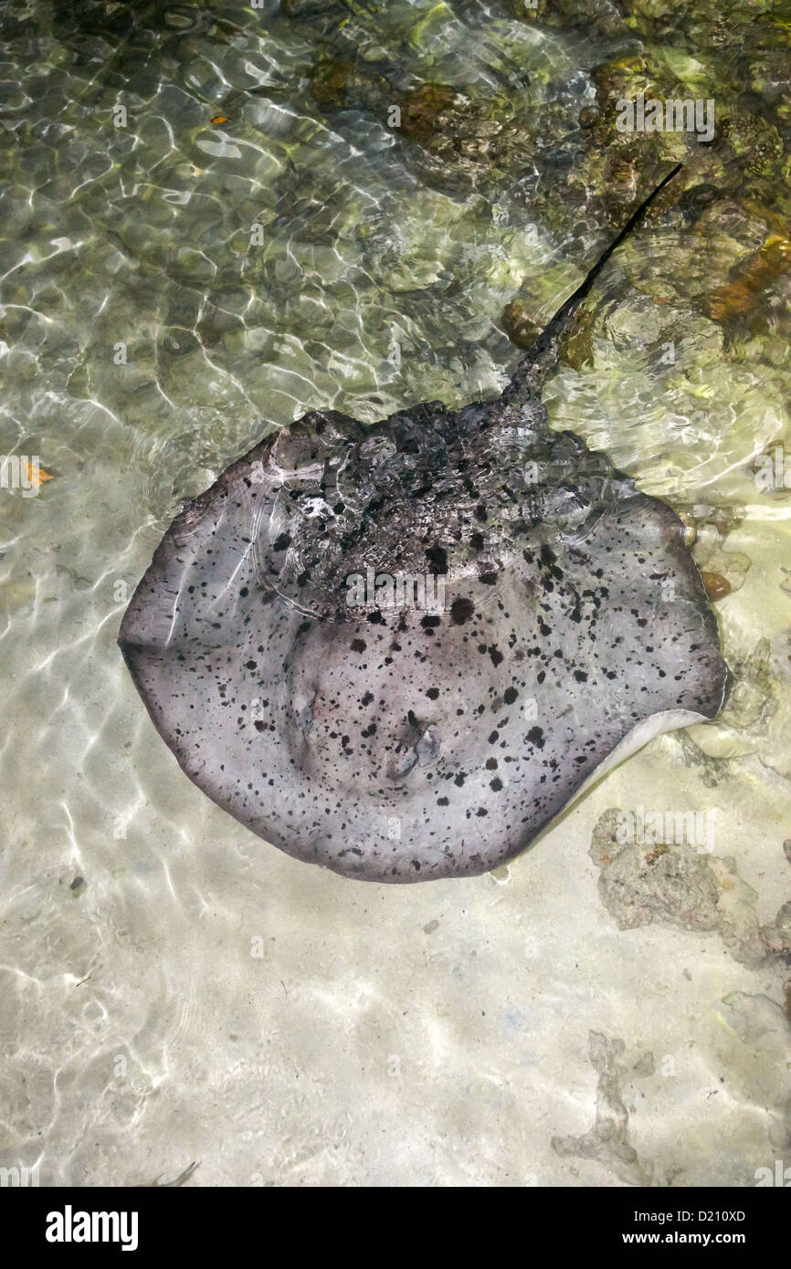 Schwarz marmoriert oder spotted Stingray, Malediven Stockfoto