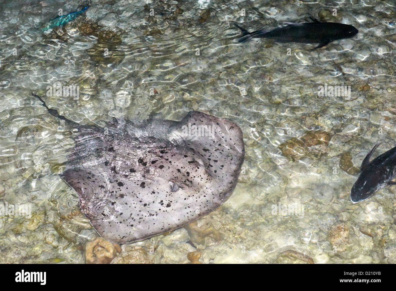 Schwarz marmoriert oder spotted Stingray, Malediven Stockfoto