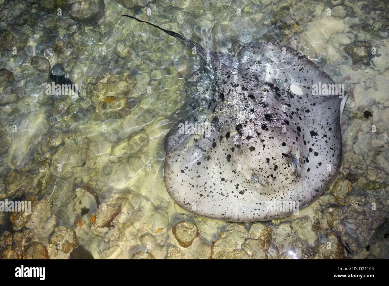 Schwarz marmoriert oder spotted Stingray, Malediven Stockfoto