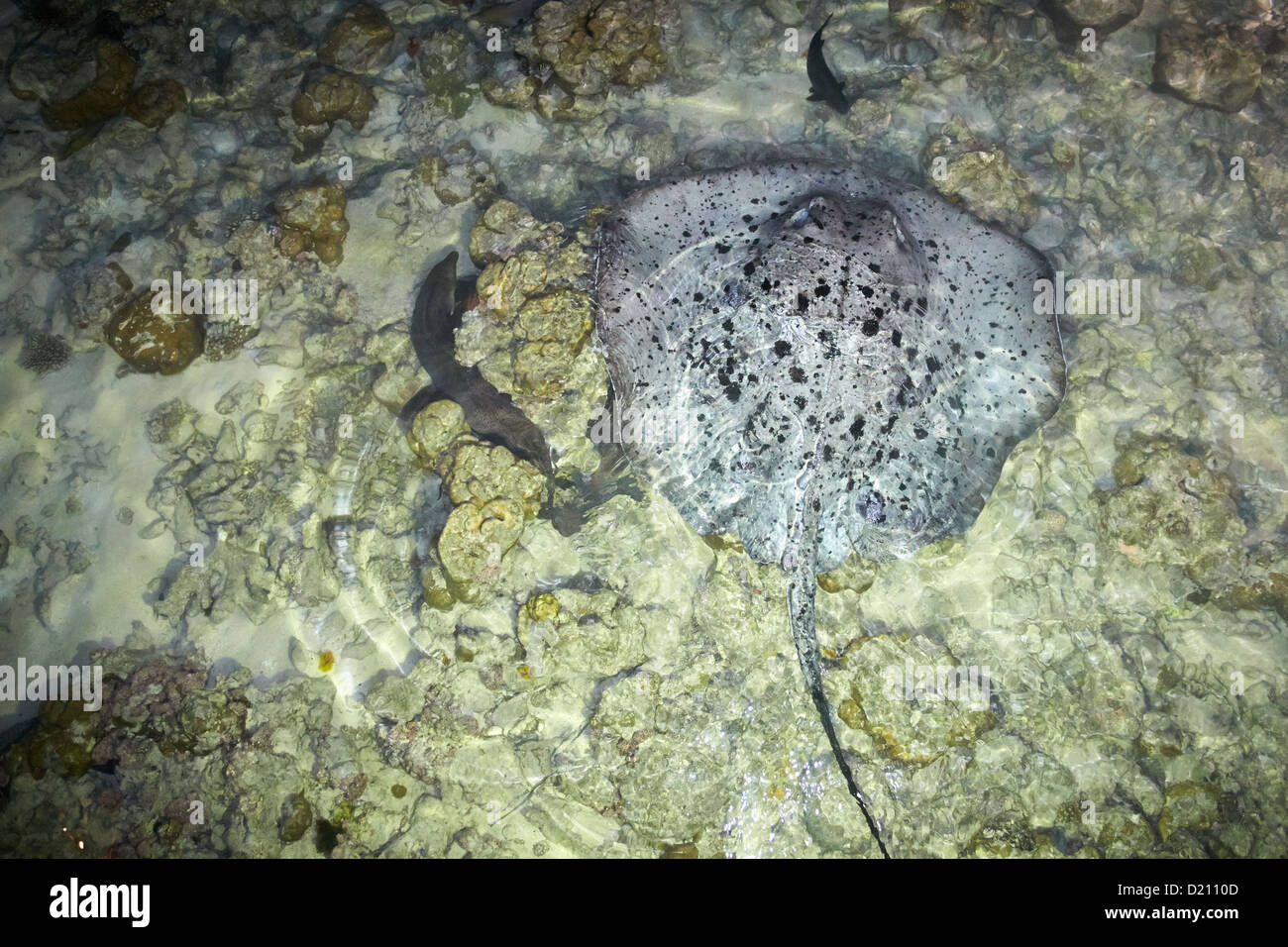 Schwarz marmoriert oder spotted Stingray, Malediven Stockfoto