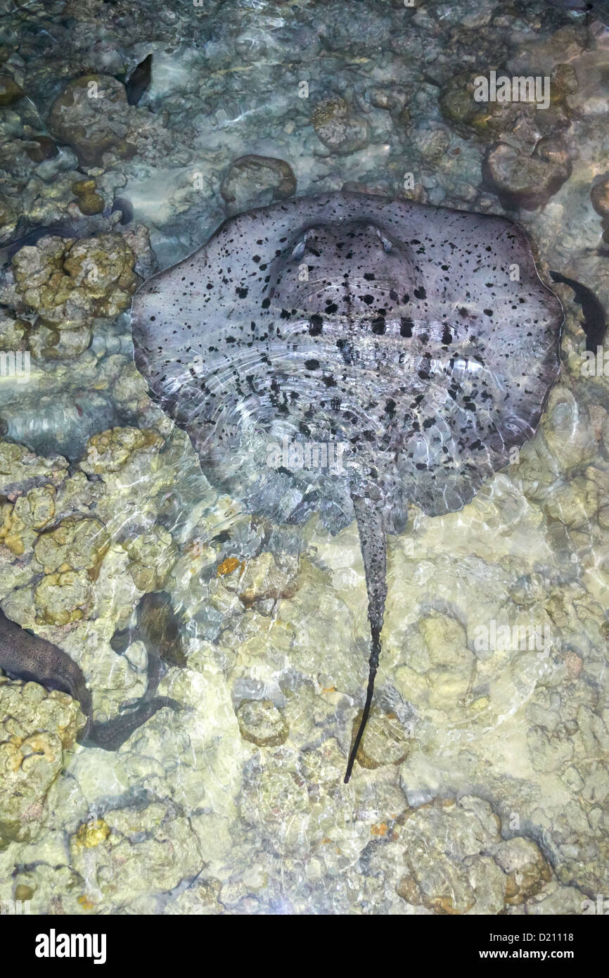 Schwarz marmoriert oder spotted Stingray, Malediven Stockfoto