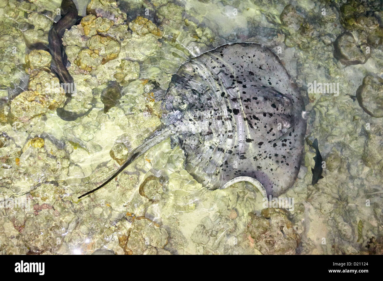 Schwarz marmoriert oder spotted Stingray, Malediven Stockfoto